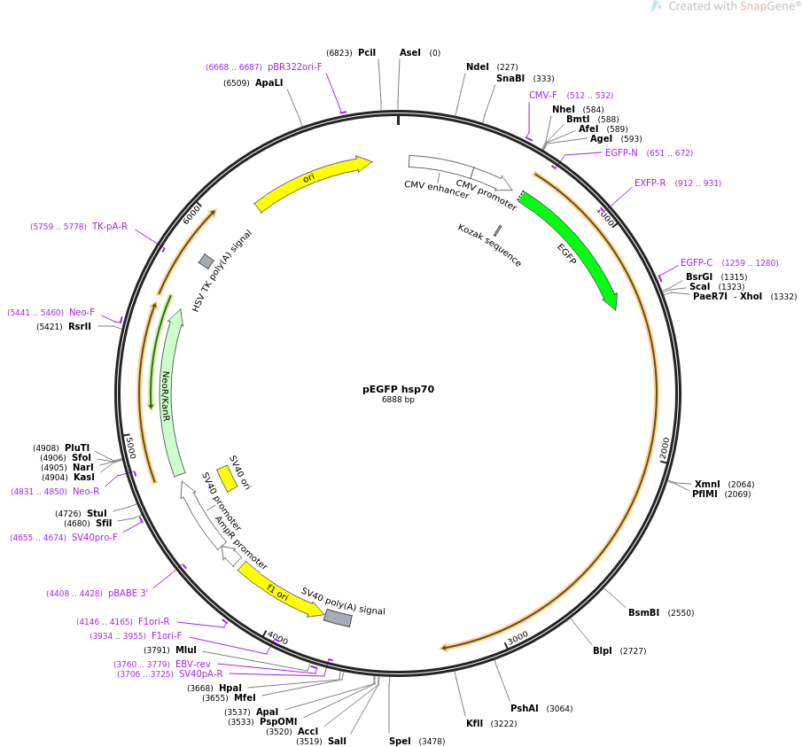 pEGFP hsp70质粒图谱